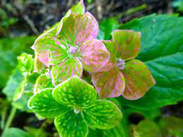 I asked the owner about its identity, and his reply: Hydrangea Macrophylla Green Collectors Plant Fair Facebook
