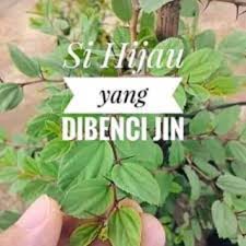 Pokok Bidara Kampung Berduri Untuk Perubatan Shopee Malaysia