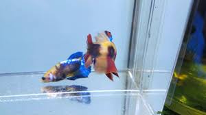 Through the development activities that have occurred from fishing and farming, the barangay now hosts some 50 major. Cupang Yellow Base Multicolour By Garagebetta Id Youtube