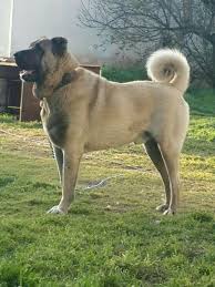 Kangal Kangal Kopegi Kopek Turleri Coban Kopegi