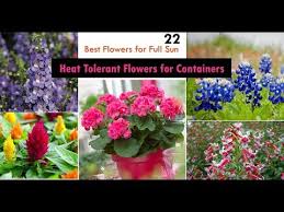 We did not find results for: 22 Best Heat Tolerant Flowers For Full Sun Youtube