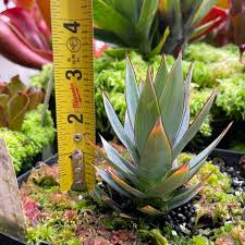 Image result for Ophrypetalum odoratum