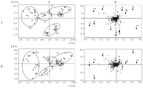 Image result for Justicia tenella