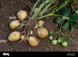 Image result for Solanum tuberosum