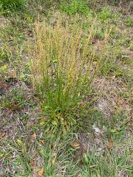 Image result for Rumex crispus