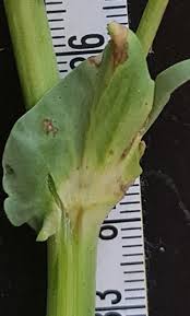 Image result for Astragalus atropilosulus