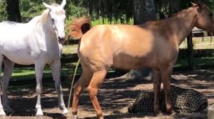 اسب نر که در گله به دنبال جفت خود می گردد