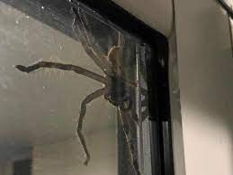 Protecting life or livilhoods from so to kill a wild leopard for some misplaced sense of manhood or status has no honor or legitimacy. Massive And Mean Giant Huntsman Spider Traps Australian Couple In Home The Independent The Independent