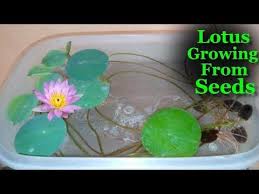 How To Grow Lotus From Seeds At Home Lotus Growing In Water Lotus Gr Lotus Flower Seeds How To Grow Bonsai Lotus Plant