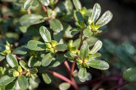 We did not find results for: How To Plant And Grow Purslane Gardener S Path