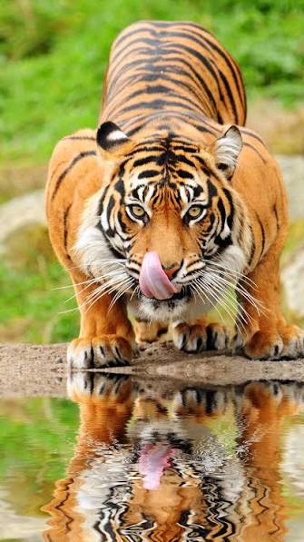 Sumatra-Tiger - Artenschutzprojekt - Freunde der Hauptstadtzoos - freunde-hauptstadtzoos.de