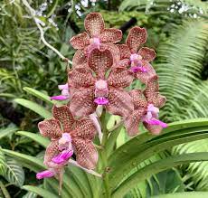 Pin On Orchids Including At National Orchid Garden