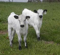Black And White Cow Breeds Uk British White Cattle Ancient Breed History Of The Polled Park Cattle Of The British Isles Animals Bucking Bulls Cattle