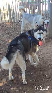 Business Tomato Working Dogs Breeds Husky Dog Breeds