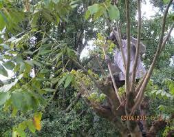 Image result for Pouteria adolfi-friedericii