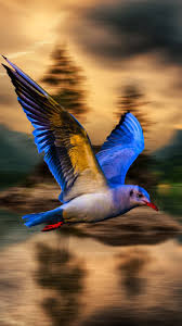 Pin On Birds Wallpapers