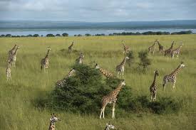 They do not receive enough rainfall to grow trees like a. Grassland Biome National Geographic Society