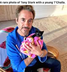 Oh This Is Terrible I Was Like Aww Rdj Holding A Little Kitten But Then I Read The Top And I Was Just Like Wow Marvel Robert Downey Jr Marvel Memes
