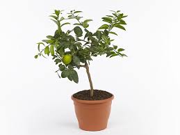 Image result for Citrus × aurantiifolia