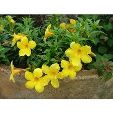 Image result for Allamanda