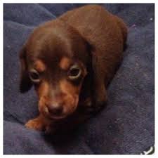 Click here to view our puppies & contact us for more eliminating genetic defects, and health problems by overnight breeders, is my main goal. Dachshund Puppies Forsale Alabama