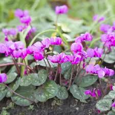 Image result for Cycnium recurvum