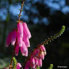 Erica Bauera Flowers South African Flowers African Plants African Flowers