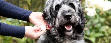 Check spelling or type a new query. Unexpected Benefits Of Having A Dog Purina