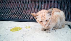 Patty khuly has tips to tell what's happening when your cat throws up. Vomiting In Cats Petcoach