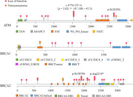 Most pancreatic cancer begins in the cells that line the ducts of the pancreas. Genetic Characterization Of Pancreatic Cancer Patients And Prediction Of Carrier Status Of Germline Pathogenic Variants In Cancer Predisposing Genes Ebiomedicine
