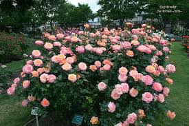 Type (n) into the search box to filter the new items. Plantfiles Picture 25 Of Floribunda Rose Day Breaker Rosa Rose Photos Brown Thumb Rose