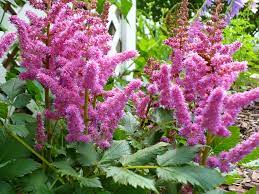 Astilbe Flowers Pronounce Best Flower Wallpaper
