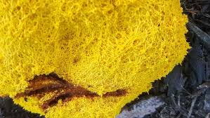 Use them in commercial designs under lifetime, perpetual & worldwide rights. Slime Mold Fungi Plant Or Something Else Lawn Butler