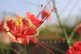 pantip com j12961770 ดอกไม ม ให ช นใจได ท กว น ต นไม ดอกไม ต นไม