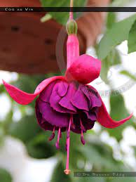 Coq Au Vin Fuchsiafinder Fuchsia Flower Fuchsia Garden Bleeding Heart