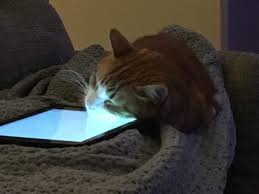 My Cat Falls Asleep Playing His Ipad Mouse Game Https Ift Tt 2jpbkfc Cats How To Fall Asleep Cat Day