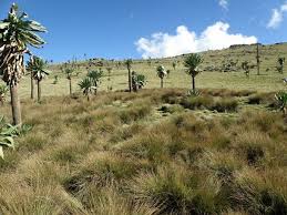 Image result for Dipsacus pinnatifidus