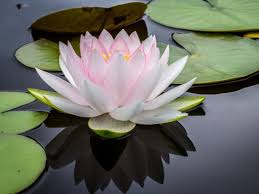 Tips cara pemeliharaan bunga lotus yang maka dari itu lotus kerap ditanam dengan media tempayan maupun kolam air. Macam Macam Bunga Hias Cantik Untuk Pekarangan Rumah Rumah Com