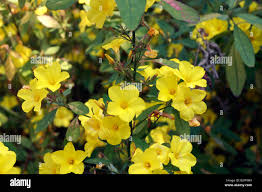 Image result for Reinwardtia indica