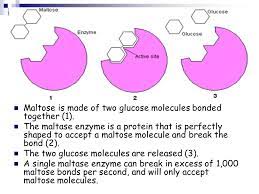 Maltase's purpose is to break down disaccharide naturally, maltase is found in people's saliva or mouths and it mainly aids the digestion within the small intestine and pancreas. Wb Page 50 Enzymes Are Proteins Biological Catalysts Speed Up Rxns Without Being Used Up Generally Specific Act On One Type Of Compound Either Ppt Download
