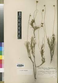 Image result for Haplocarpha scaposa