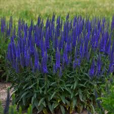 Maybe you would like to learn more about one of these? 17 Blue Perennials Walters Gardens Inc