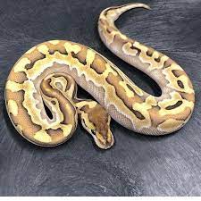 Lesser Puzzle Ball Python Ball Python Morphs Python