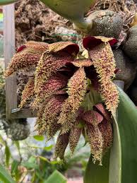 Image result for Bulbophyllum cochleatum