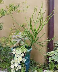 A pencil is basically a wooden dagger. Pencil Cactus Care Indoors Outdoors Joy Us Garden