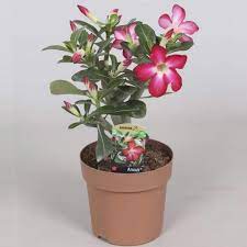 История и происхождение