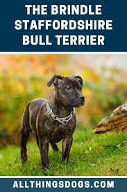 Brindle Staffordshire Bull Terrier Staffordshire Bull Terrier Terrier Breeds Staffy Dog