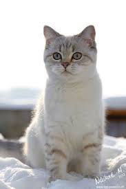 o britisch kurzhaar zucht of polar pearls o bkh katzen britisch kurzhaar kurzhaar katzen