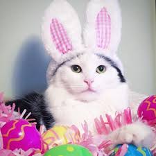 fluffy cats bunny cute cat furry cute animals easter fluffy cats ...
