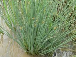 Image result for Juncus exsertus